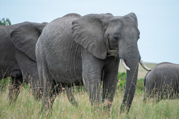 Obraz premium Big elephants in their habitat in Africa, Masai Mara Reserve, Kenya