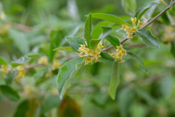 Flowering branch of a tree close-up. Elaeagnus angustifolia, commonly called Russian olive, silver berry, oleaster, Persian olive, or wild olive.