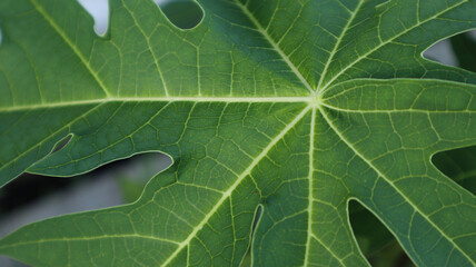 papaya leaf texture close up photo in the garden. Papaya leaves, Green leaf background, Papaya leaves also contain papain enzymes which are useful for dealing with digestive problems. herbal concept