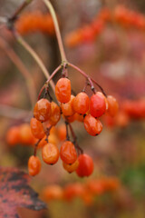 close up photo of Viburnum opulus, the guelder-rose or guelder rose with bokeh background