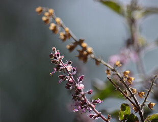 Basil purple flower closeup. Selective focus. Ocimum tenuiflorum. Holy basil. 