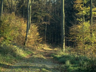 forest in autumn