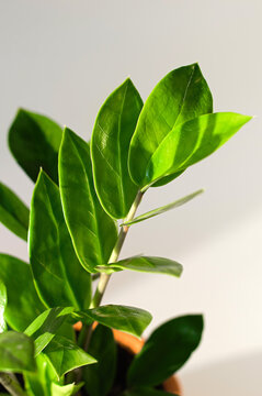 Green branches of Zamioculcas close-up. Zamiifolia or zz plant. Vertical crop.