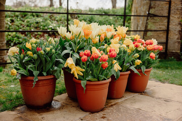 tulips in the garden