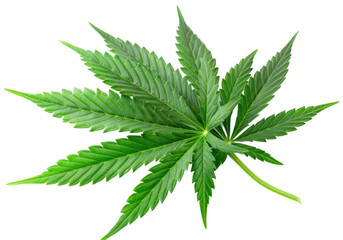 Bouquet marijuana leaves isolated on white background nature herb