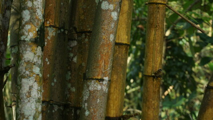 Fototapeta premium Dense Grove of Shady Bamboo Trees at Tourist Site