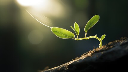 curvature plant stem