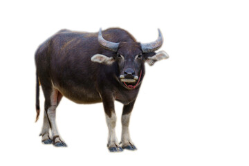 Close-up of a black Thai buffalo isolated on a white background. 