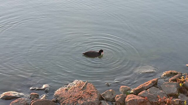 Folaga si nutro di alghe vicino alla riva del lago al tramonto