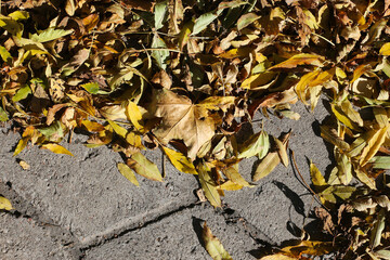 Golden autumn leaves scattered on a cobblestone sidewalk. Clearing fallen leaves from pathways with a leaf blower to maintain clean and safe walkways during fall season background.