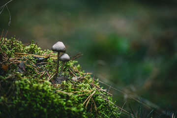 Close-up of Small Mushrooms on Mossy Ground