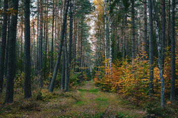 Enchanting Autumn Forest Pathway View
