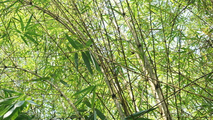 Dense Grove of Shady Bamboo Trees at Tourist Site
