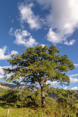 árvore na cidade de Alto Paraiso de Goiás, região da Chapada dos Veadeiros, Estado de Goiás, Brasil