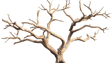 Fototapeta premium Dry tree with no leaves isolated on white background 