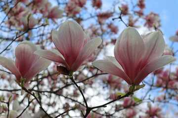 Magnolia blooms on a sunny day. Bright large flower with delicate petals, close-up.