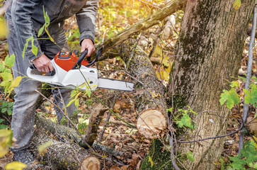 Worker cuts log with chainsaw. Seasonal thinning forests, gardens. Sawdust falls to ground. Autumn.