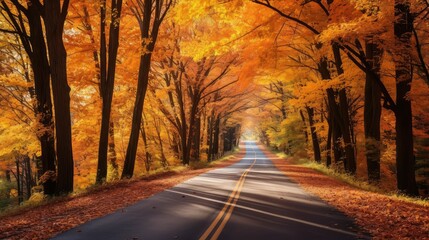 vibrant fall background road