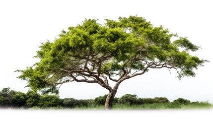 photo tree transparent background
