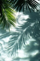 Palm tree shadow on water
