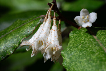 Elaeagnus pungens is a shade-tolerant, drought-tolerant plant. It is used in decorative and garden construction. Small white flowers