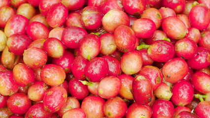 red coffee berries or cherries, ripe premium bean harvesting