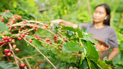 Young female southeast asian coffee farmer harvesting arabica berries or cherries on plantation, women in traditional farming or agriculture in asia © Spice Footage