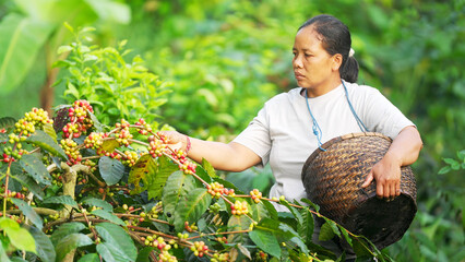 Young indonesian woman harvesting cherries, traditional coffee farming in indonesia