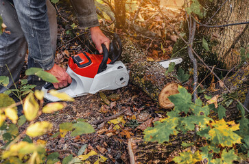 Tree feller uses chainsaw to cut logs for loading and shipping. Seasonal clearing of forest. Autumn.