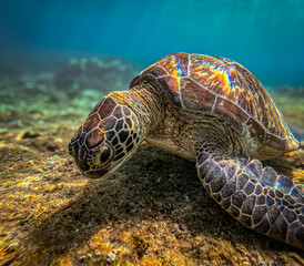 Apo Island is a haven for sea turtles, where snorkelers can enjoy close encounters with these gentle creatures amidst colorful coral reefs and clear waters.






