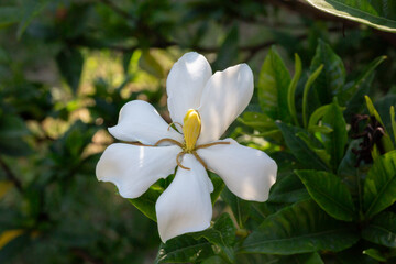 Gardenia Jasminoides flower blooming in the garden with green leaves. Commonly known as Gardenia and Cape Jasmine, is an evergreen flowering plant in the coffee family Rubiaceae. White flower