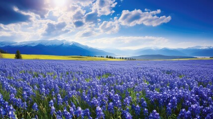 Fototapeta premium vibrant blue flower field