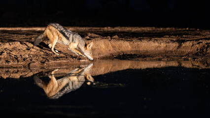 a black-backed jackal at the waterhole during nighttime