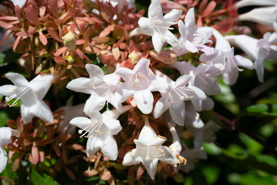 Close-up of abelia grandiflora flowers during summer flowering. Small white flowers on the bush.
