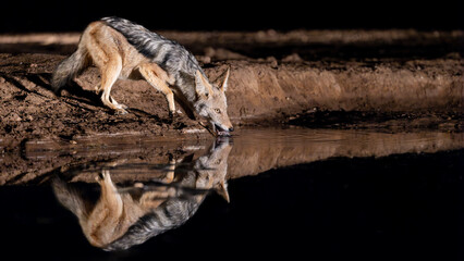 a black-backed jackal at the waterhole during nighttime
