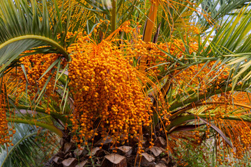 Golden yellow dates ripening on a date palm tree in afternoon light close up