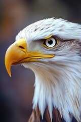 Obraz premium Eagle's Face Close Up,