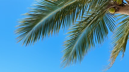 Fototapeta premium nature palm trees tropical