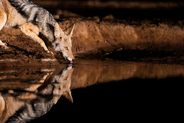 a black-backed jackal at the waterhole during nighttime
