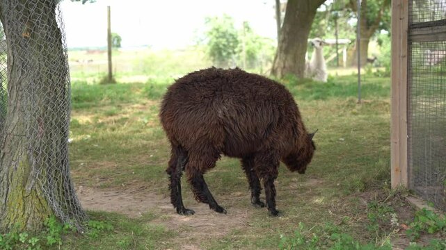 Funny braun lama on a chamomile field
