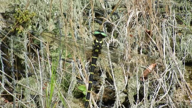[4K] Golden-ringed Dragonfly (Anotogaster sieboldii) Resting on Dried Grass: Japan's Largest Dragonfly 【4K】枯草に止まるオニヤンマ：深山の林縁で羽を休める日本最大のトンボと、静かな秋の自然風景素材 撮影日：20240829-1