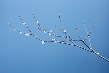 Delicate snow-covered branches against a clear winter sky