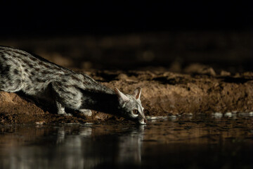 a small spotted genet drinking water at nighttime, taken from a low-angle