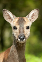 roe deer