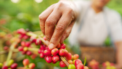 close-up of handpicking or harvesting of red ripe arabica coffee berries or cherries on tree branch