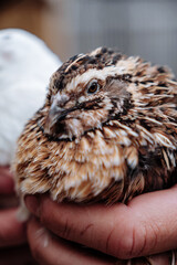 child holding a bird