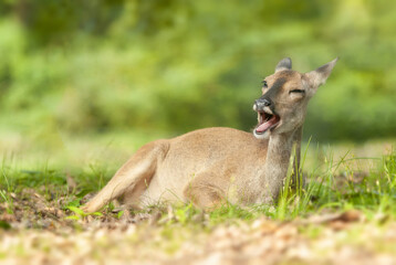 roe deer