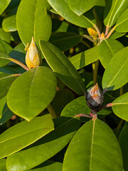 a brown dead rhododendron bud with fungus transmitted by the rhododendron cicada with black spiky...