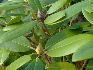 a brown dead rhododendron bud with fungus transmitted by the rhododendron cicada with black spiky...
