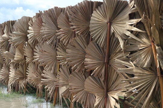 Palmyra leaves design fence for paddy field